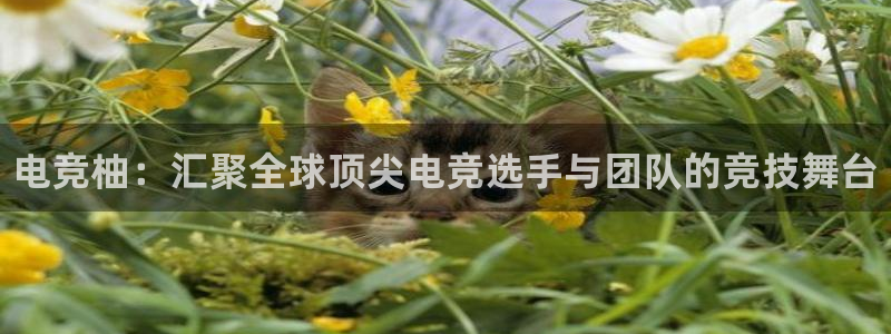 乐竞电竞l y7 9。cn